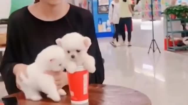 Cute Pomeranian puppies videos Want t...