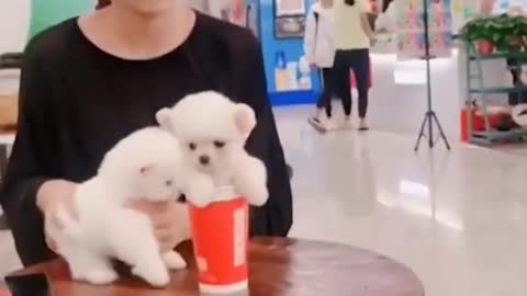 Cute Pomeranian puppies videos Want t...