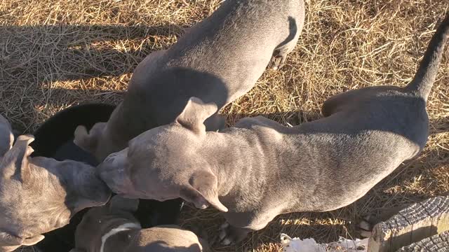 MsuBullyFarm Aliendawgs Bloodline 97924oo744