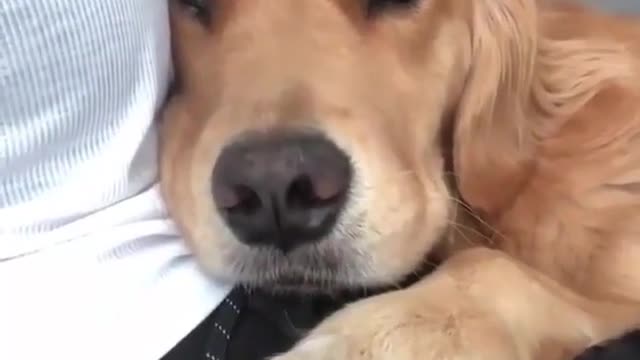 wanna be this dog