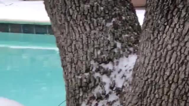 Robins in the Texas Snow Storm