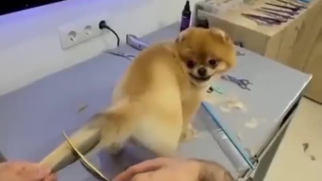 This new style dog tail hair cutting