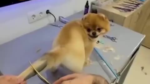 This new style dog tail hair cutting