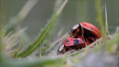 Ladybugs Making Love