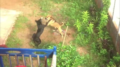 Dog fighting each other dangerous fighting/