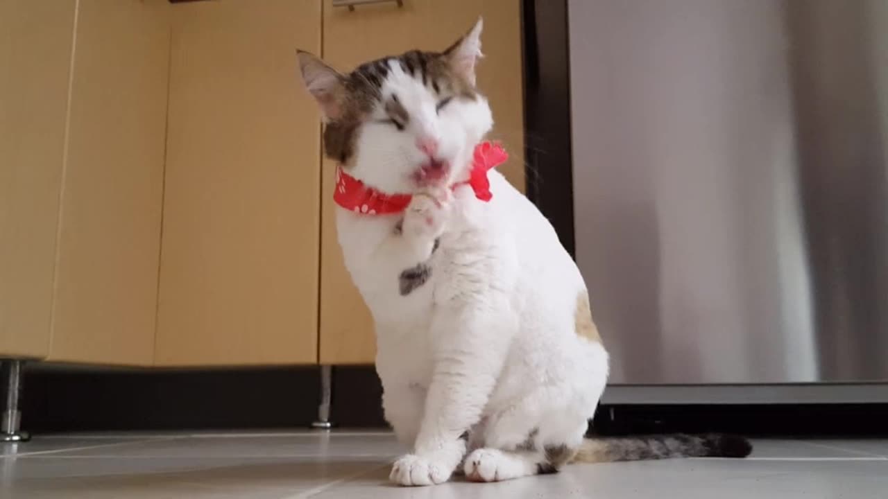 Sweet 🙀 cat video