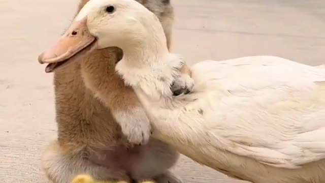 Cute Puppy Helps A Duckling