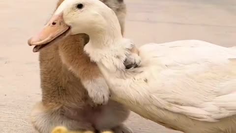 Cute Puppy Helps A Duckling