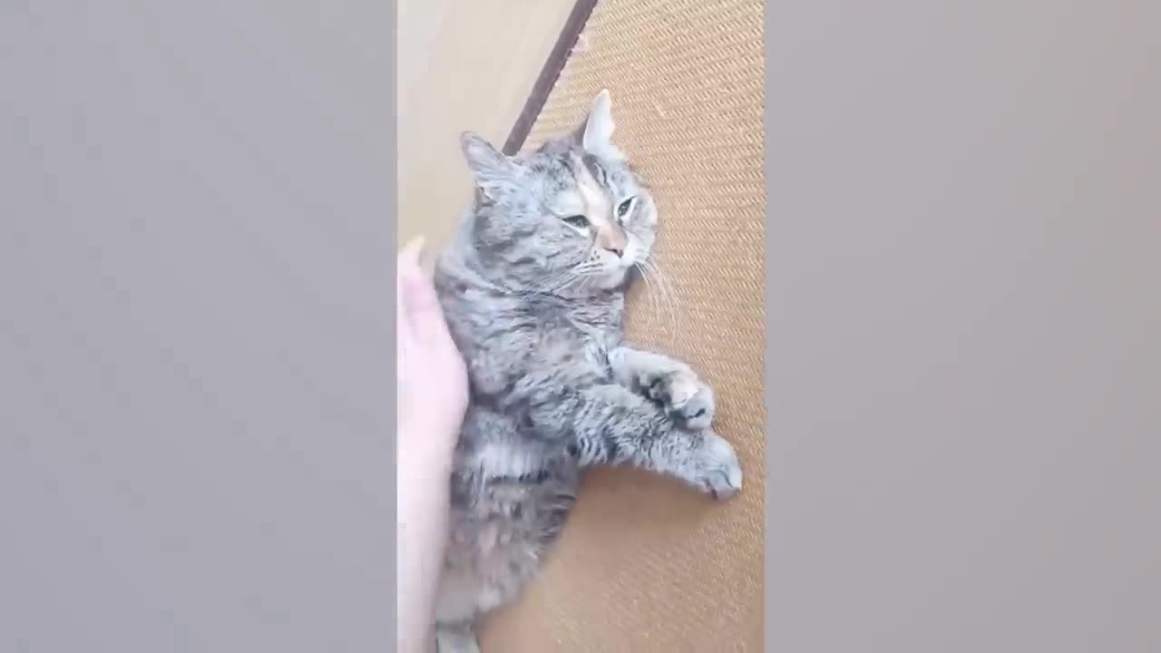 Funniest Animals 😄 New Funny Cats and Dogs Videos 😹🐶