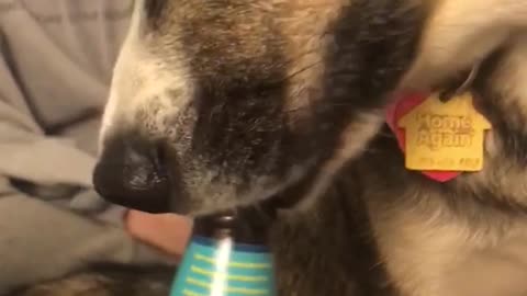 Brown dog on bed licking beer consistently