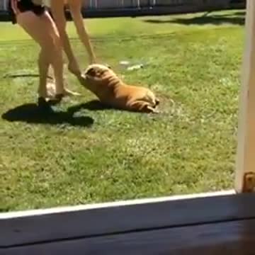 Super lazy bulldog #short [pt.128]