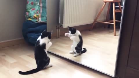 Fanny cat and mirror video 30 Second