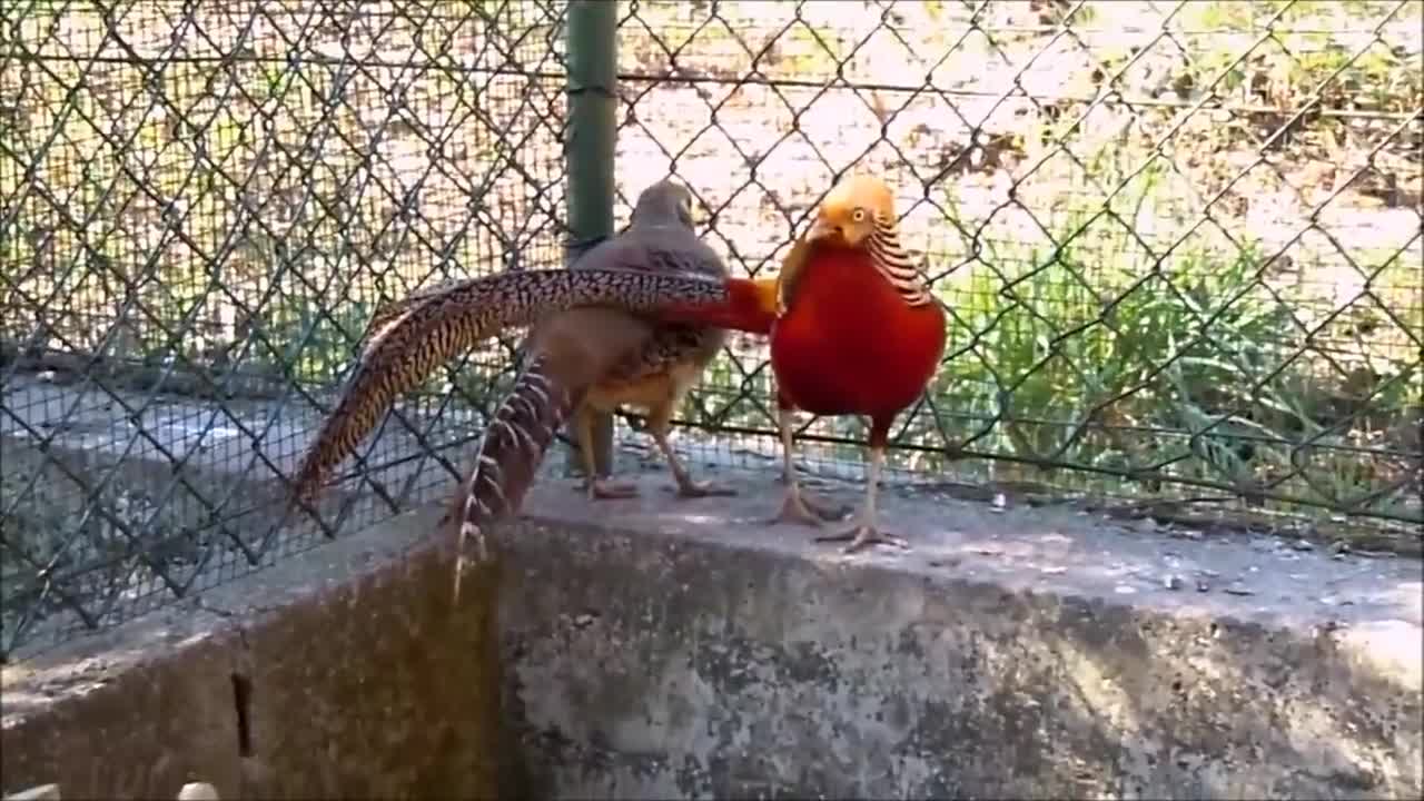 Beautiful Golden Pheasants and Wading Birds