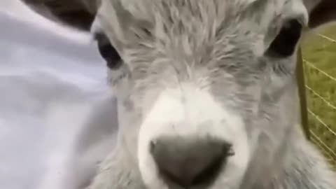 Animals Memes! 😂😂😂