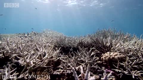 The Future Of The Oceans | Blue Planet II