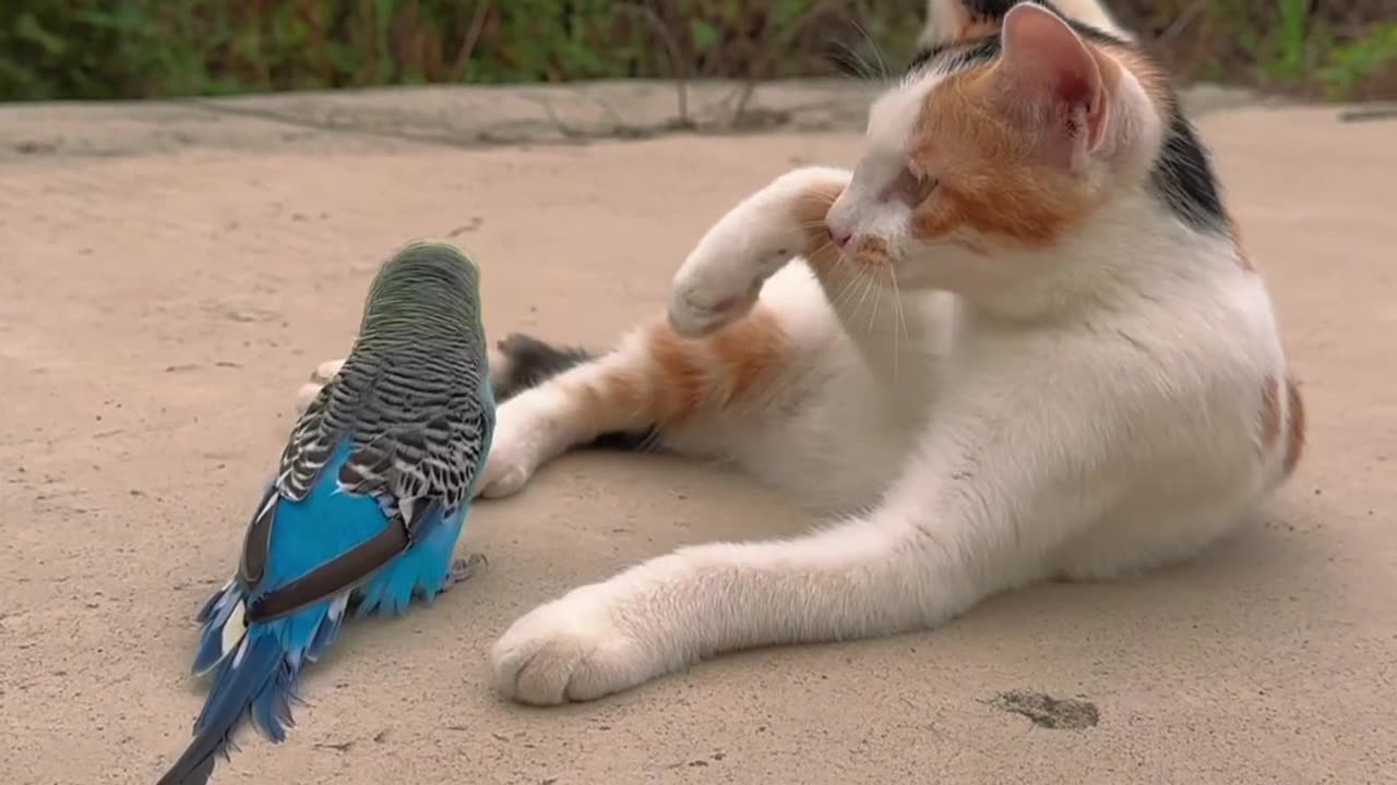 Funny Dog puppy playing with bird