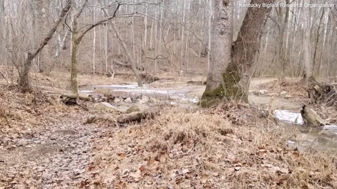 Chilling video captures 'Bigfoot' making noises in Kentucky woods