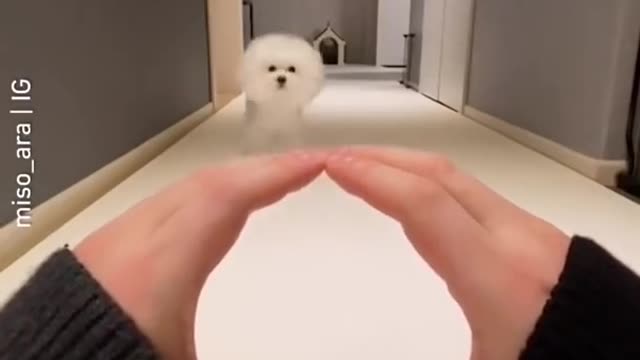 Best funny dog video | Areaoffun01