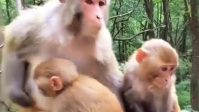 Cute monkey family 💞💞. Mom love child.