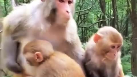 Cute monkey family 💞💞. Mom love child.