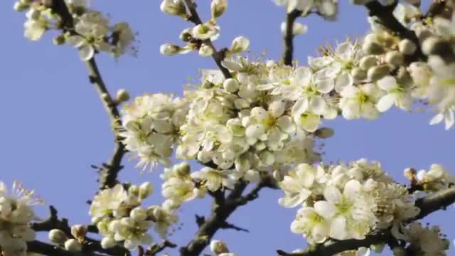 Spring flowers Inspiration of divine love Timelapse - Piano Instrumental Music