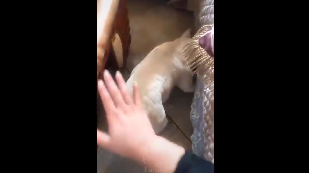 cute baby animals
