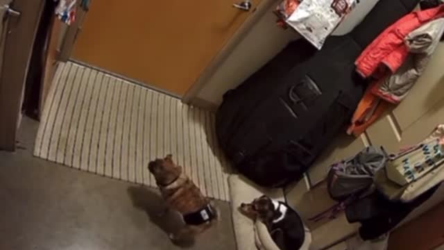 Dog gets pushed by unknown Paranormal scary