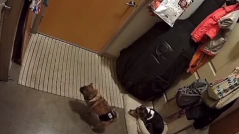 Dog gets pushed by unknown Paranormal scary