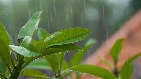 Natural plants an rain falling