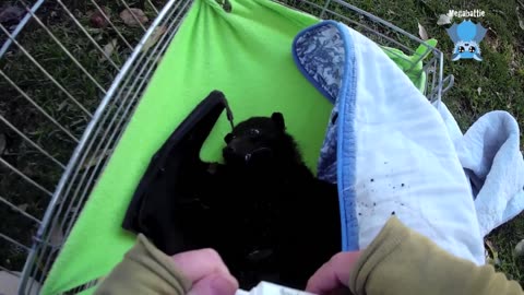 Rescuing a flying-fox hanging low; this is Maze