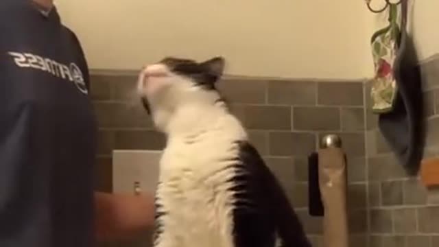 Cat begs to have his back scratched, and has the most hilarious reaction! - funnyvideos