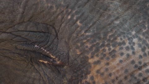 Close-Up View of an Elephant's Eye