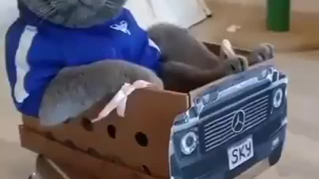 It's his birthday, so this cute cat gets a royal ride