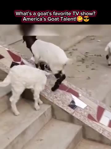 Cute animals #whatsappstatus#viral#memes#goat