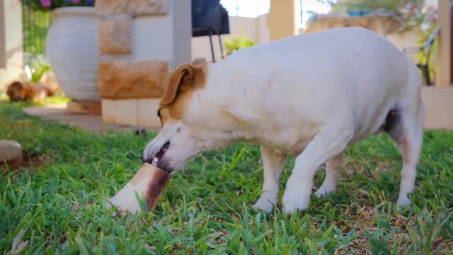 Cute funny baby dogs playing