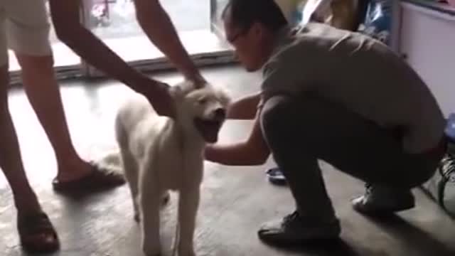 Funny Dog Injection videos/