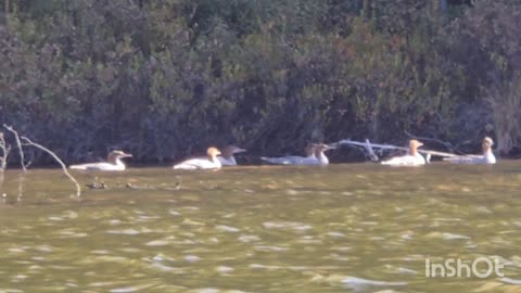 Merganser Ducks