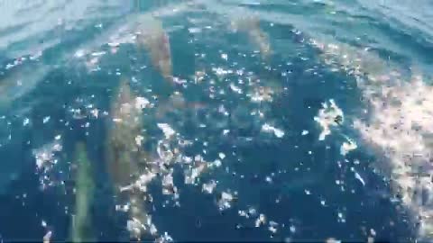 Dolphin 🐬 Fish is Amazing