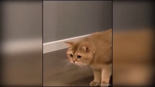 Funny Cats Compilation (Most Popular)