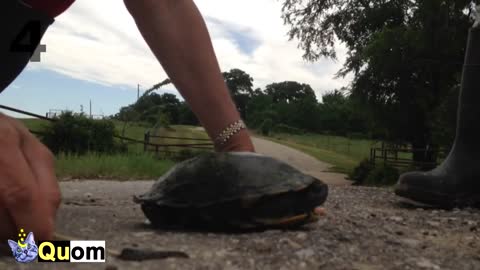 Removing leech from Turtles - Animals