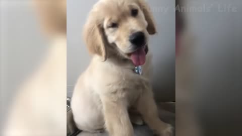 Cute Cats And Dogs That Will Make You Laugh 😂 - Funny Animal Compilation #1