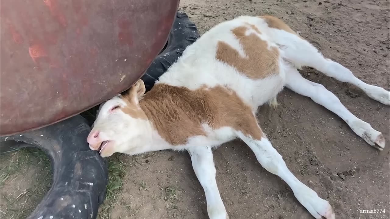 FUNNY ANIMALS compilation