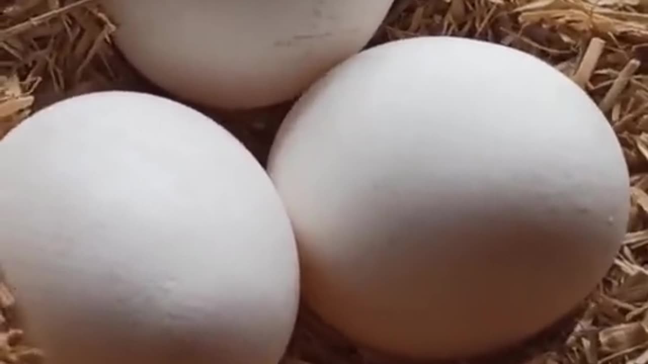 The most viewed eggs ...🤓#viral #fouryou #viralvideo