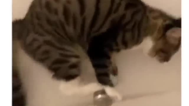 Funny cat activities