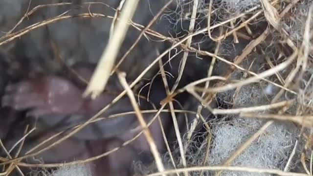 Baby Squirrels on Cat TV