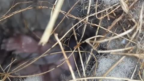 Baby Squirrels on Cat TV