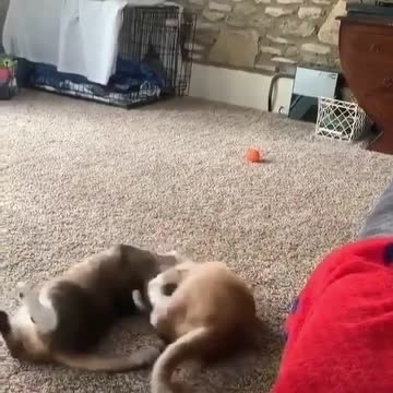 Cat Dog Fiting Winner cat