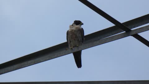 Little Falcon on powerline.