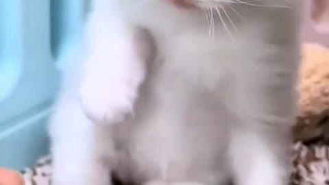 Cute cat