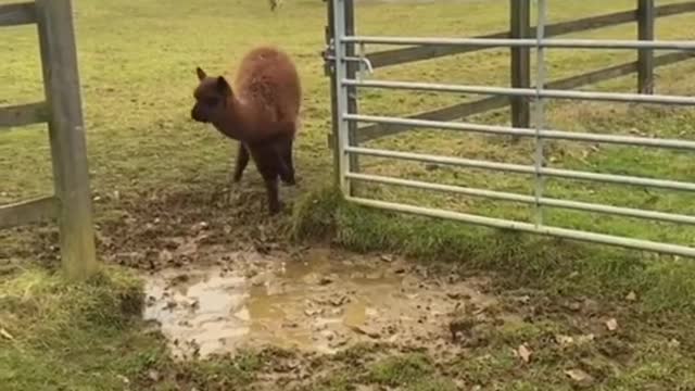 Sheep's trying to show off with a fancy jump! wait for it!haha